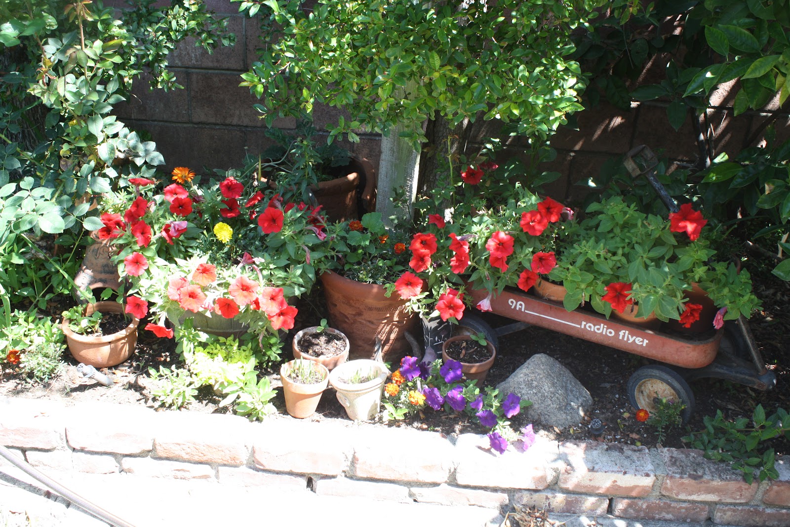 Sunny Simple Life Adding Color to Any Area of Your Garden